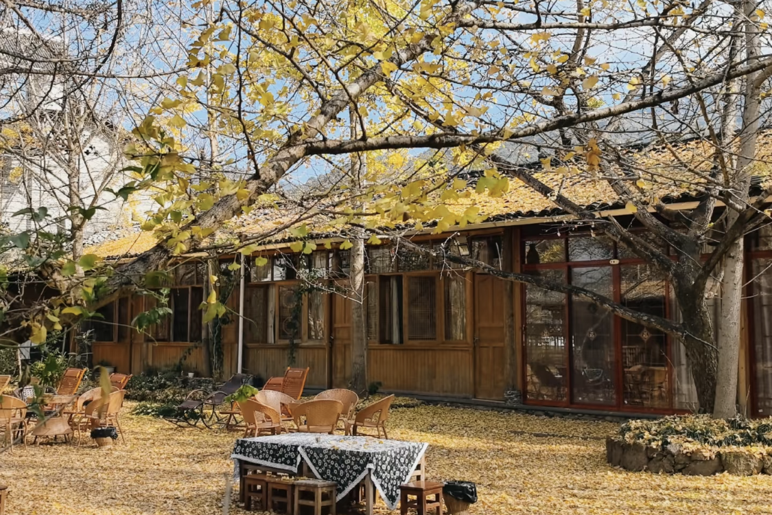 Gudong Ginkgo Village